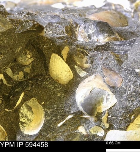 Protocardia sp.