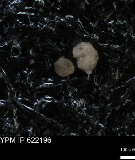 undet. Foraminiferida