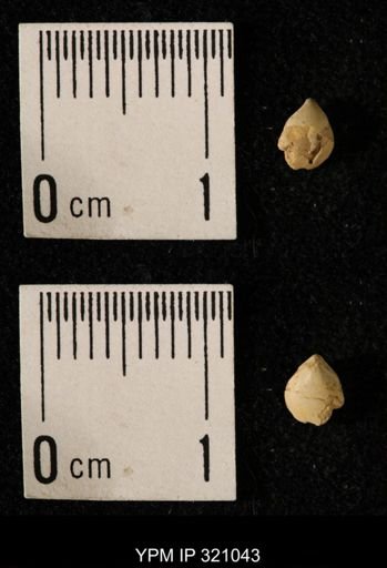 Dielasma elongatum