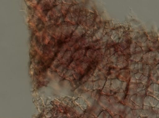 Callyspongia vaginalis