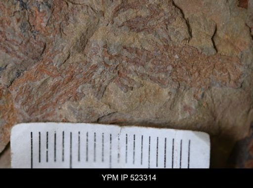 undet. Graptolithina