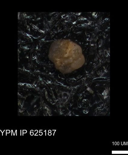 undet. Foraminiferida