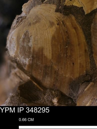 Limopsis striatopunctatus
