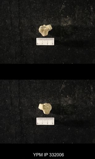 undet. Bryozoa