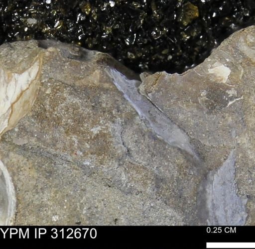 Phelopteria linguaeformis