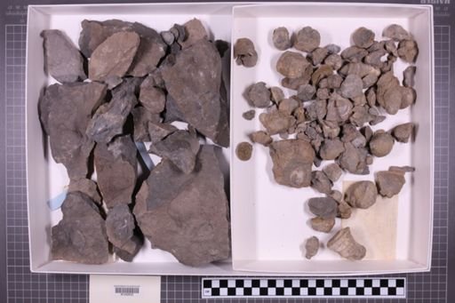 mixed taxa, stratigraphic collection