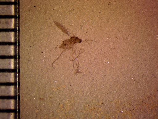 undet. Diptera