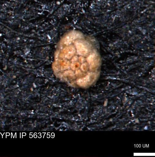 Trochammina depressa