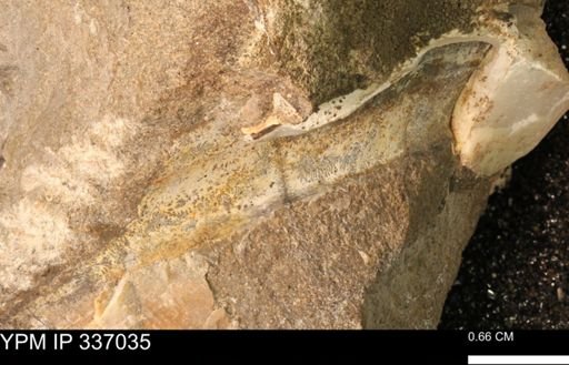 undet. Mollusca