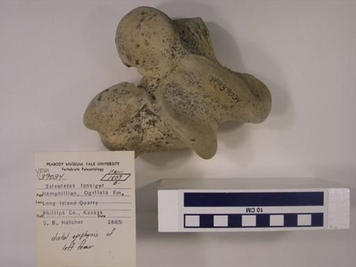 Teleoceras fossiger