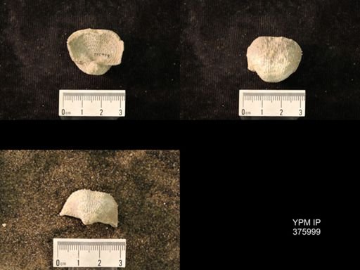 Pustula nebrascensis