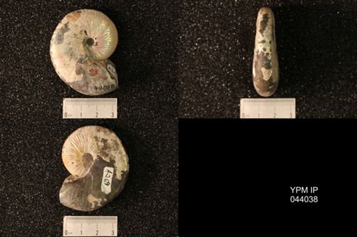 Hoploscaphites nicolletii