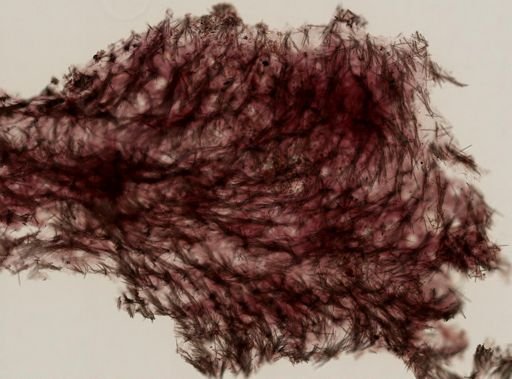 Prosuberites sp.