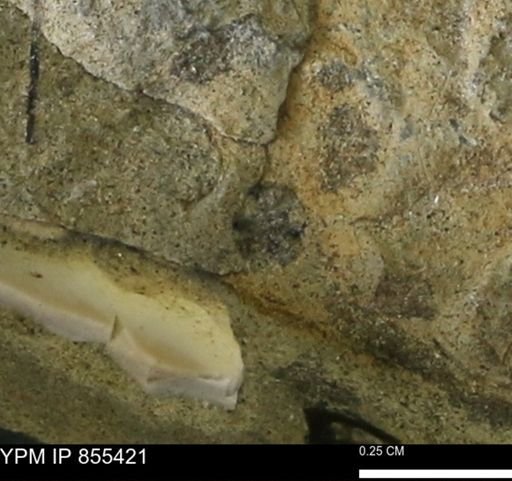 undet. Mollusca