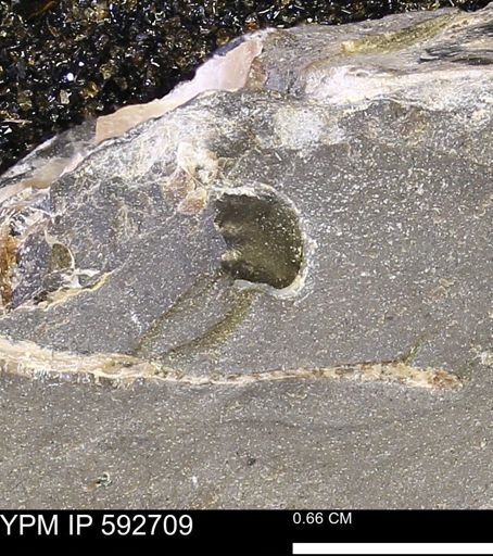 undet. Bivalvia