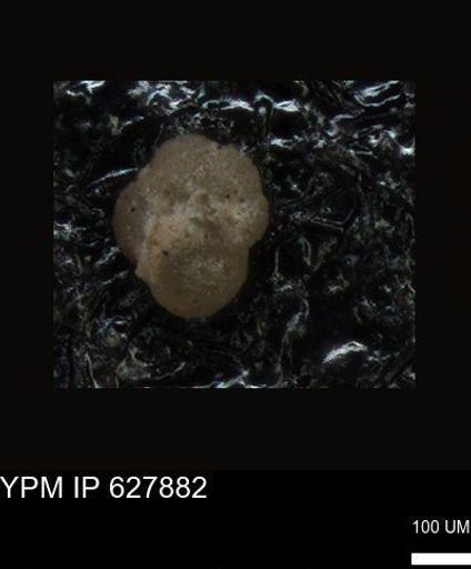 undet. Foraminiferida