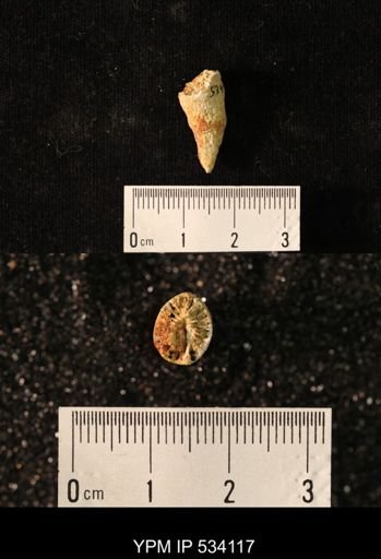 undet. Rugosa