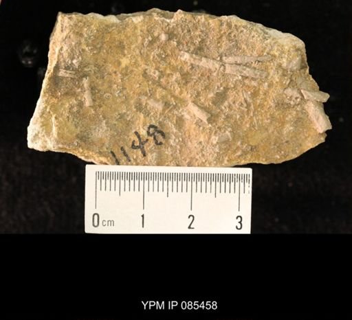 Archaeocidaris sp.