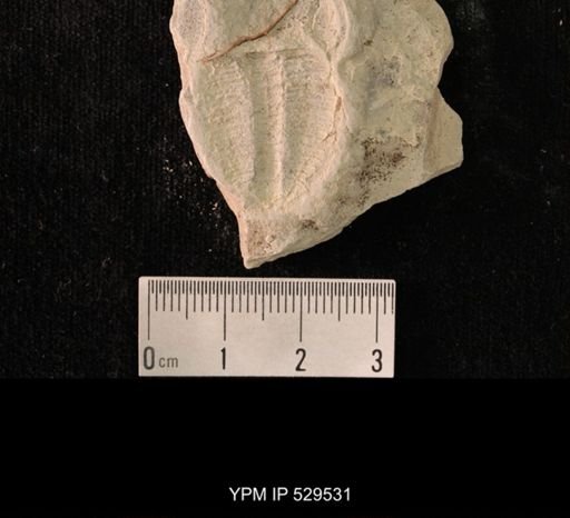 Modocia laevinucha