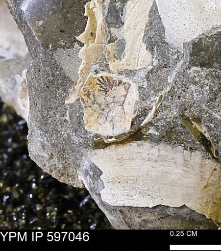 undet. Bivalvia
