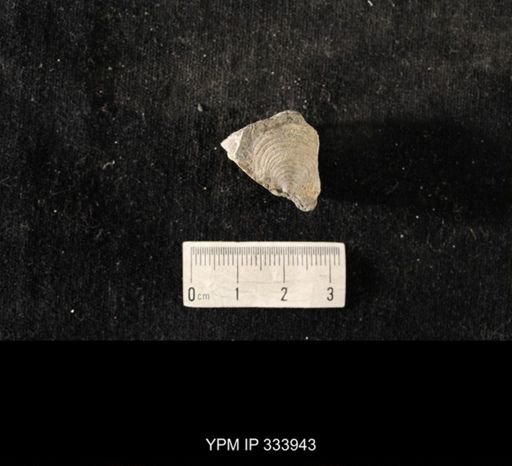 Echinoconchus biseriatus