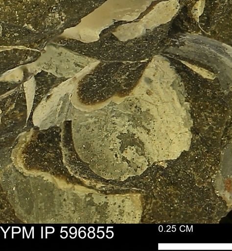 undet. Bivalvia