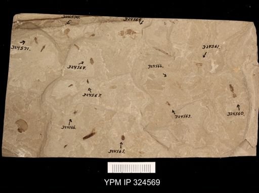 undet. Orthoptera