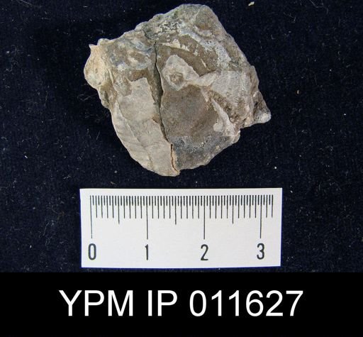 Striatifera pinniformis