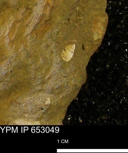 Mollusca