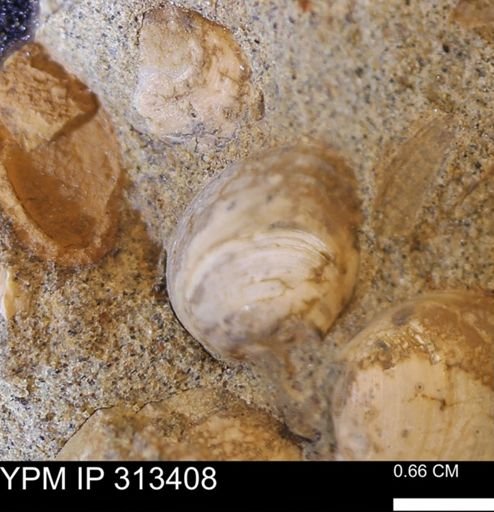 Corbicula sp.