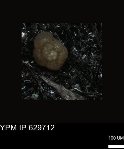 undet. Foraminiferida