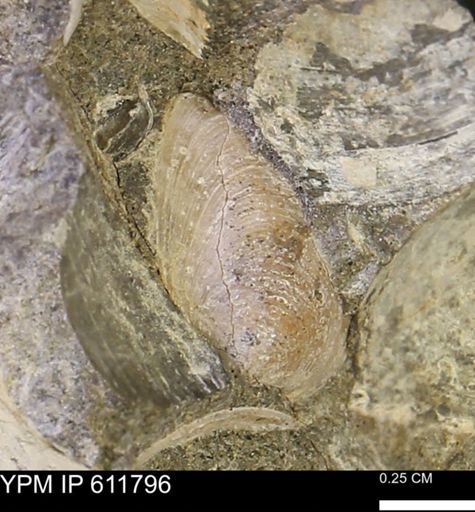 Protocardia sp.