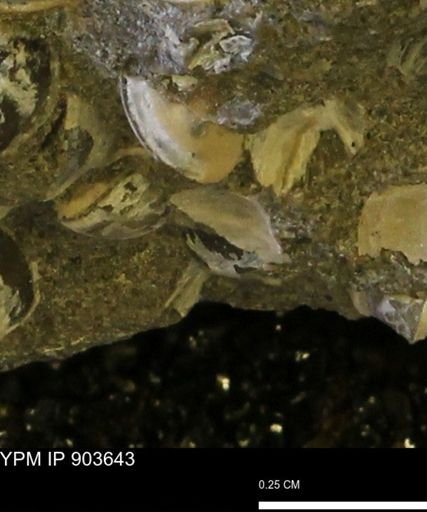 Corbulamella sp.
