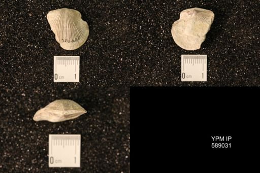 Dinorthis subquadrata