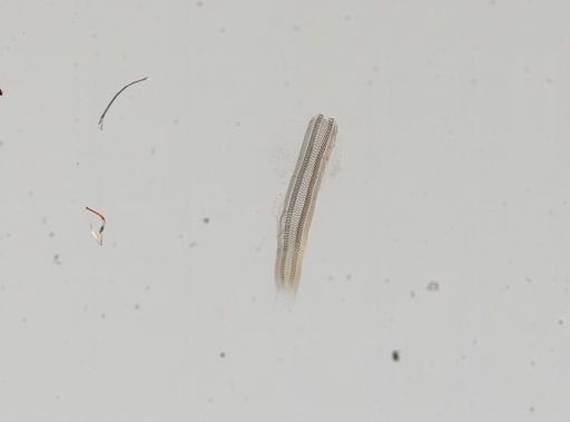 Cochliopa rowelli
