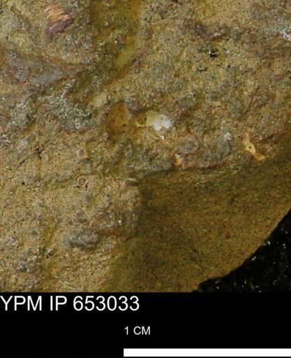 Mollusca