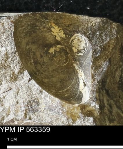 Limopsis sp.