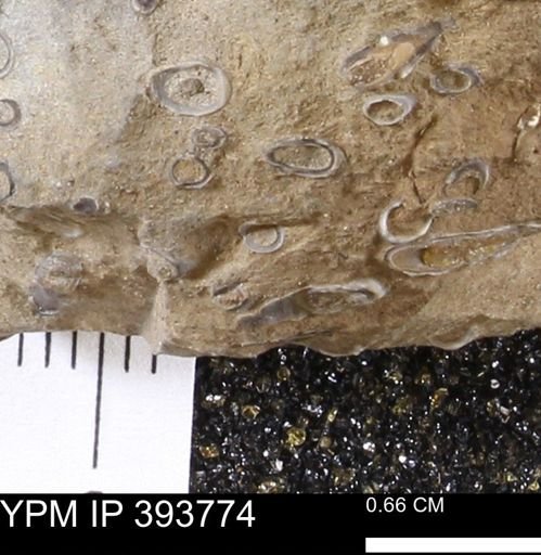 undet. Serpulidae