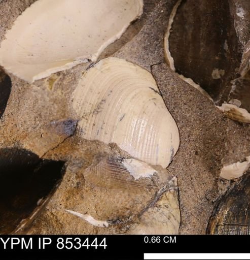 Limopsis striatopunctatus