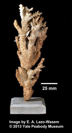 Acropora paniculata