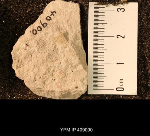 Doleroides sp.