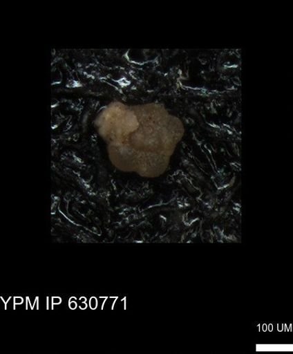 undet. Foraminiferida