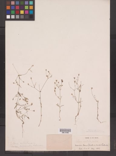 Plantae
