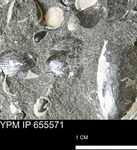 Oxytoma (Hypoxytoma) nebrascana