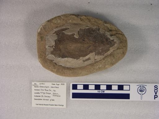 Asterolepis maximus