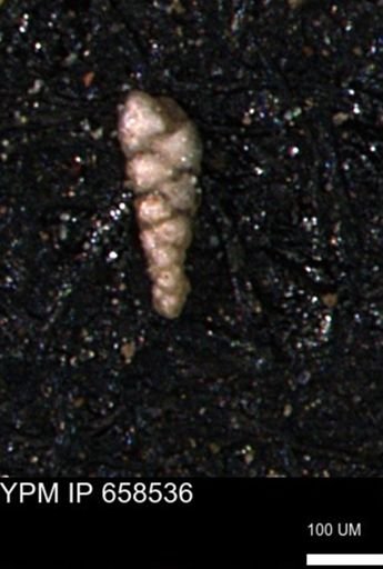 Verneuilinoides kansasensis