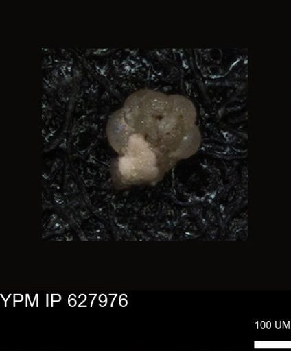undet. Foraminiferida