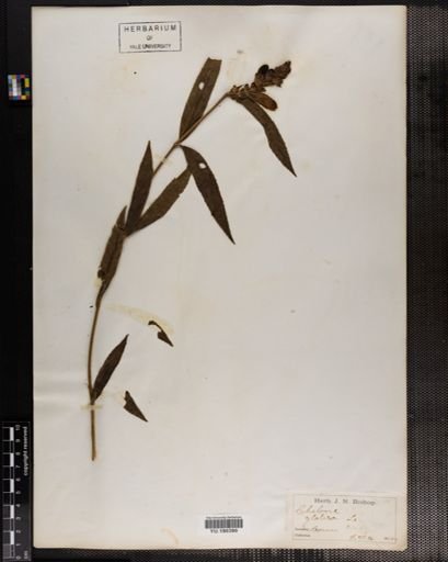 Plantae