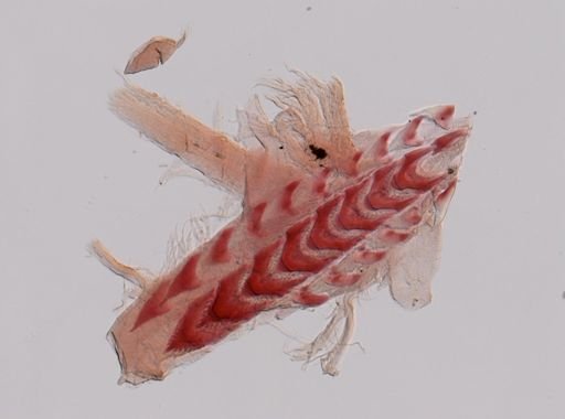 Flabellina gracilis