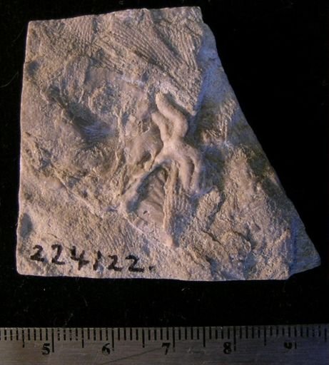undet. Ophiuridae